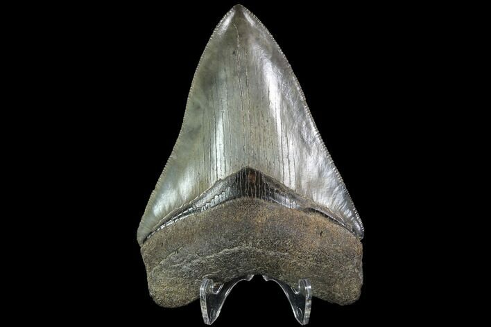 Serrated, Fossil Megalodon Tooth - Gorgeous Meg Tooth #87090